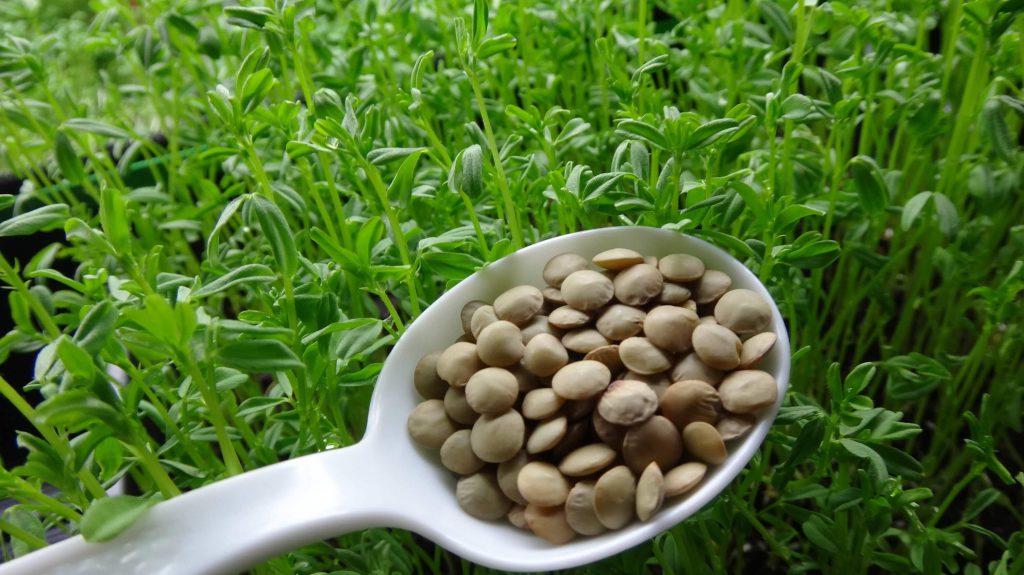 lentil-harvest.photo