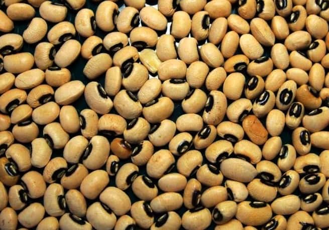Blue-eyed beans.photo