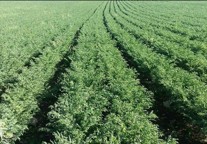 Cultivation of chickpeas.photo