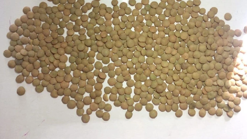 تفاوت عدس روس و کانادا