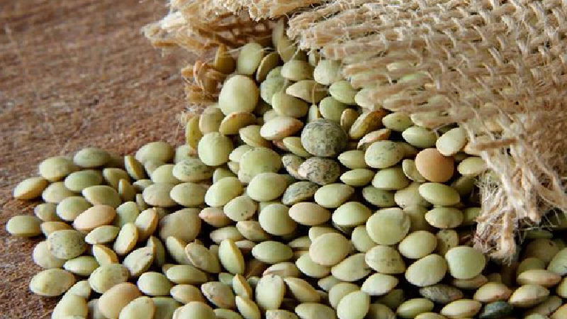 تفاوت عدس روس و کانادا