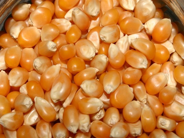 Foreign corn.photo