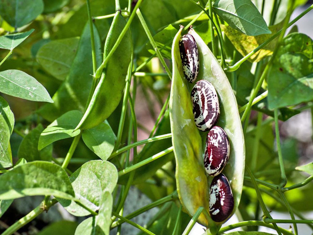 Christmas bean seeds.photo