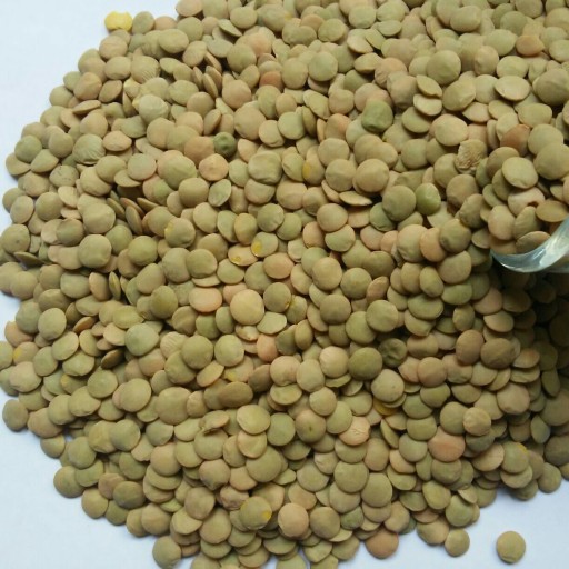 Iranian lentils.photo