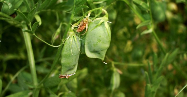 Lentils.photo