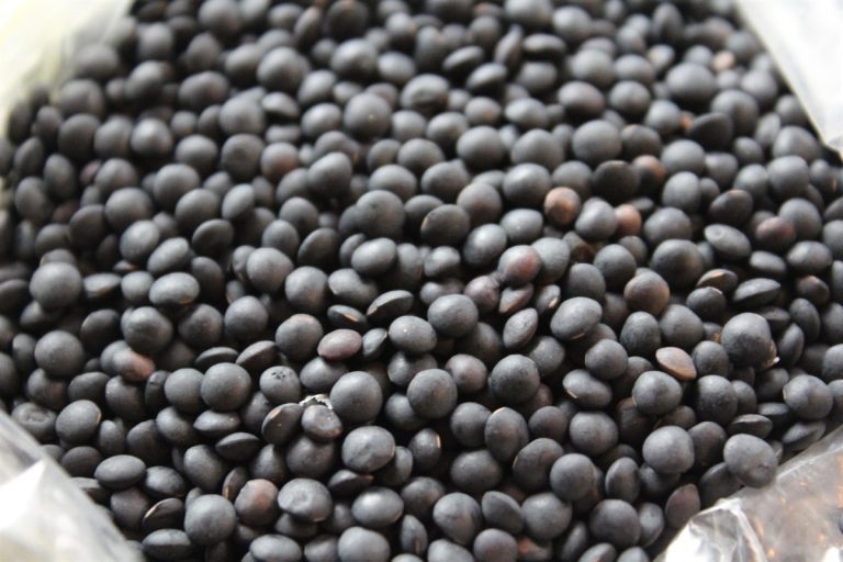 Tiny black lentils.photo