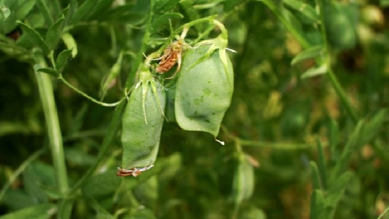 بهترین عدس برای کدام شهر است