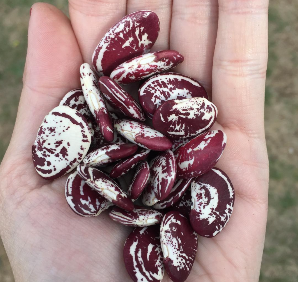photo.Christmas beans
