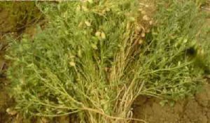 photo.Lentils