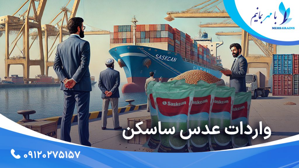 واردات عدس ساسکن؛ بررسی اهمیت و نقش آن در بازار ایران