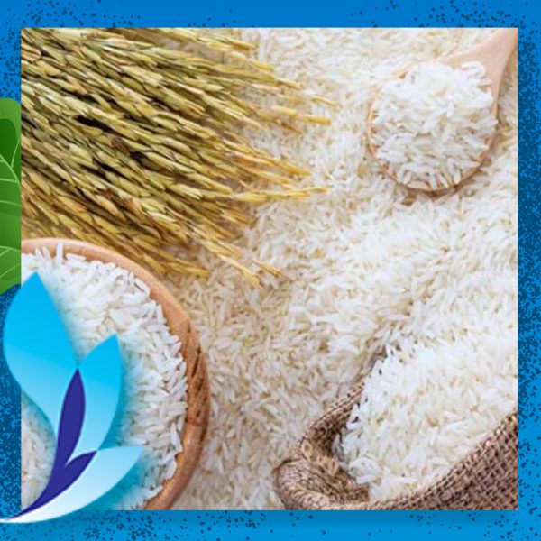 قیمت برنج ندا