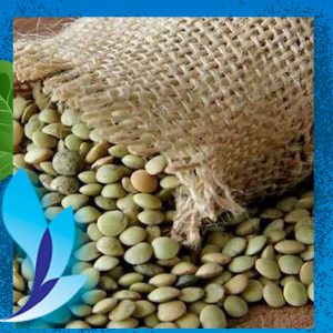 قیمت عدس درشت سوییس سنگاپور