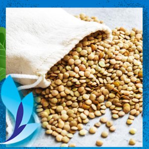 قیمت عدس درشت ویکتوریا