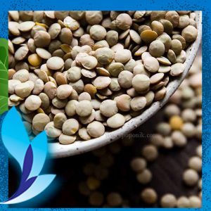 قیمت عدس کانادایی 999