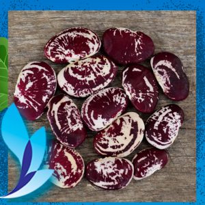 قیمت لوبیا عروس