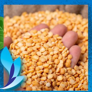 قیمت لپه کانادایی