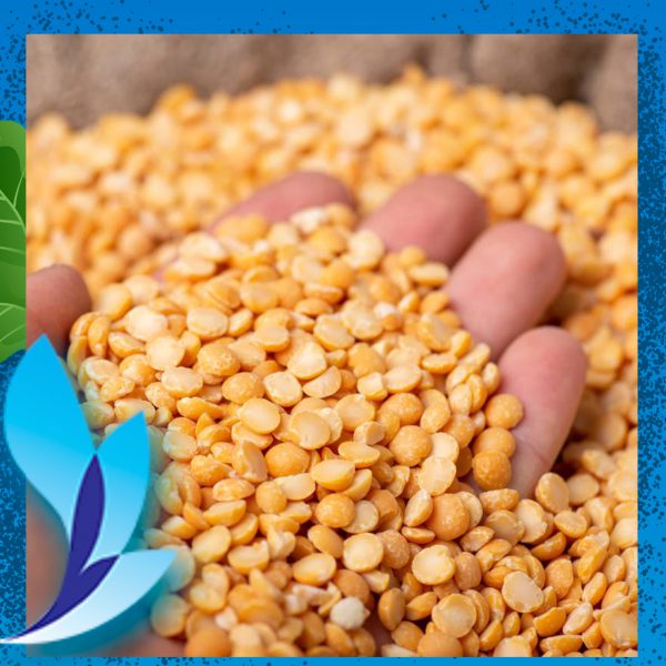 قیمت لپه کانادایی