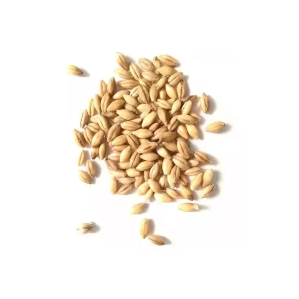 جو ایرانی