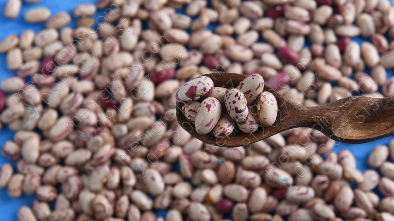 لوبیا چیتی خارجی