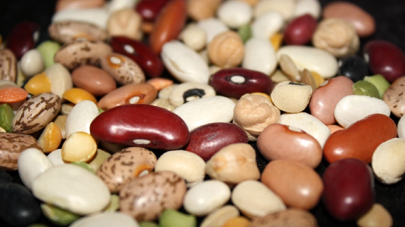 لوبیا چیتی ازنا