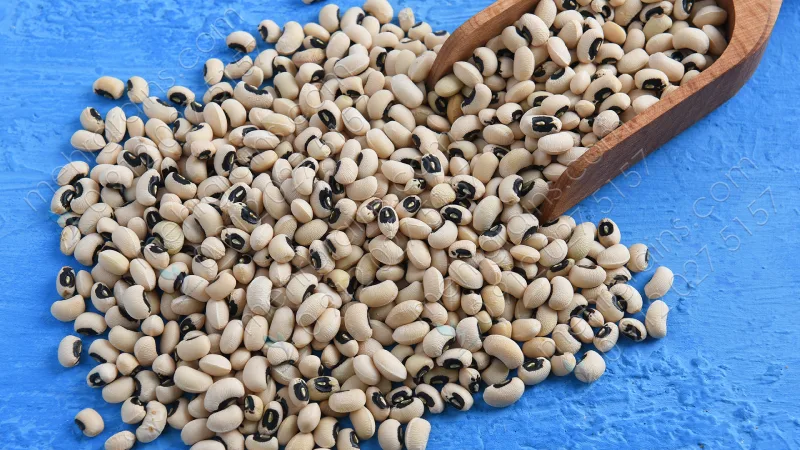 لوبیا چشم بلبلی