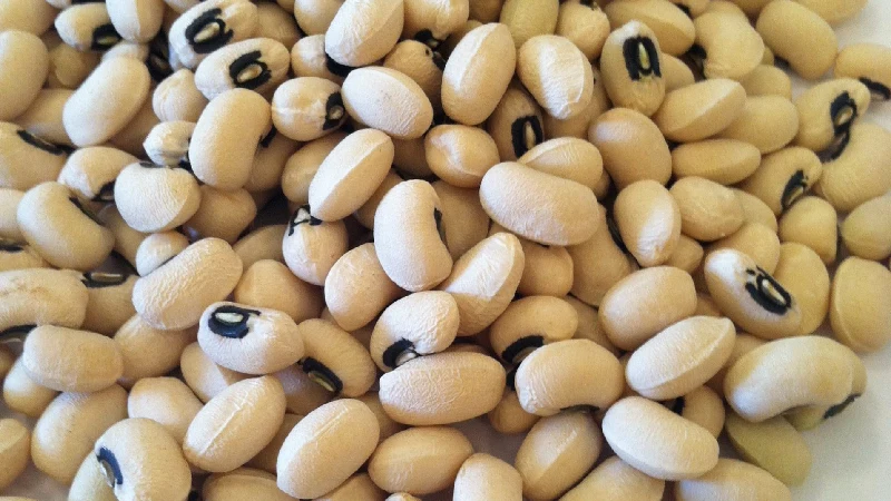 لوبیا چشم بلبلی