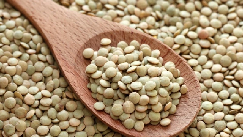 عدس ساسکن کانادایی