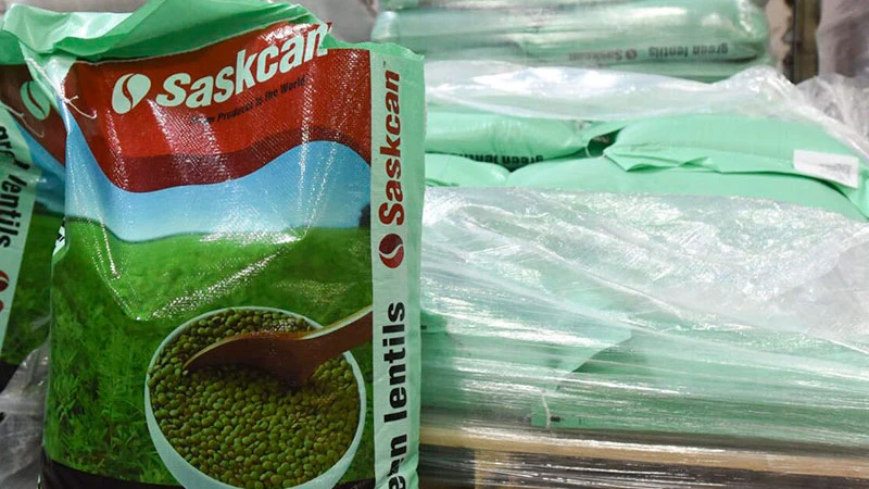 عدس ساسکن کانادایی