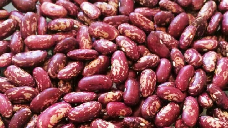 لوبیا چیتی صنعتی 